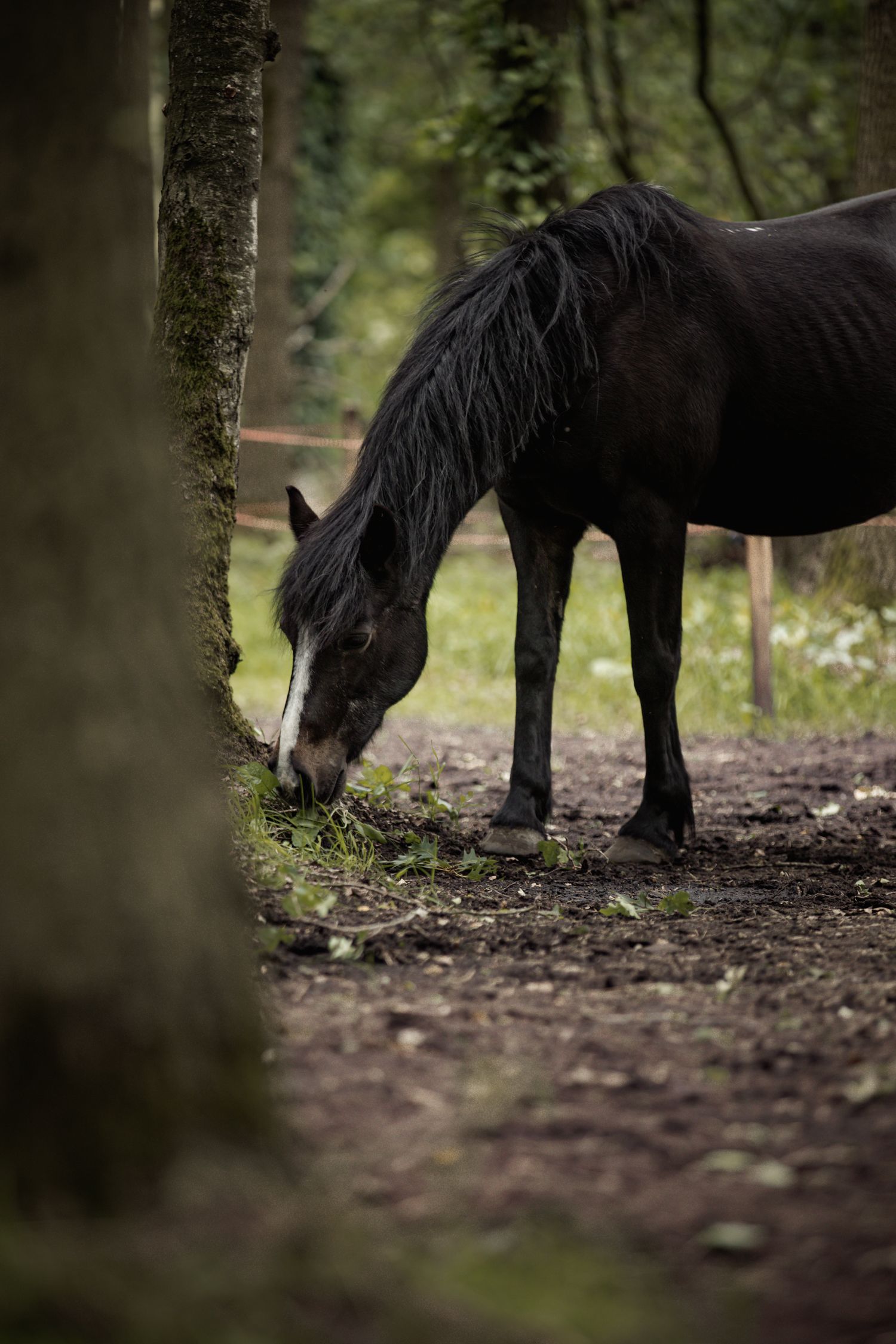 Jess with white blaze grazing near a tree trunk in a wooded forest area.