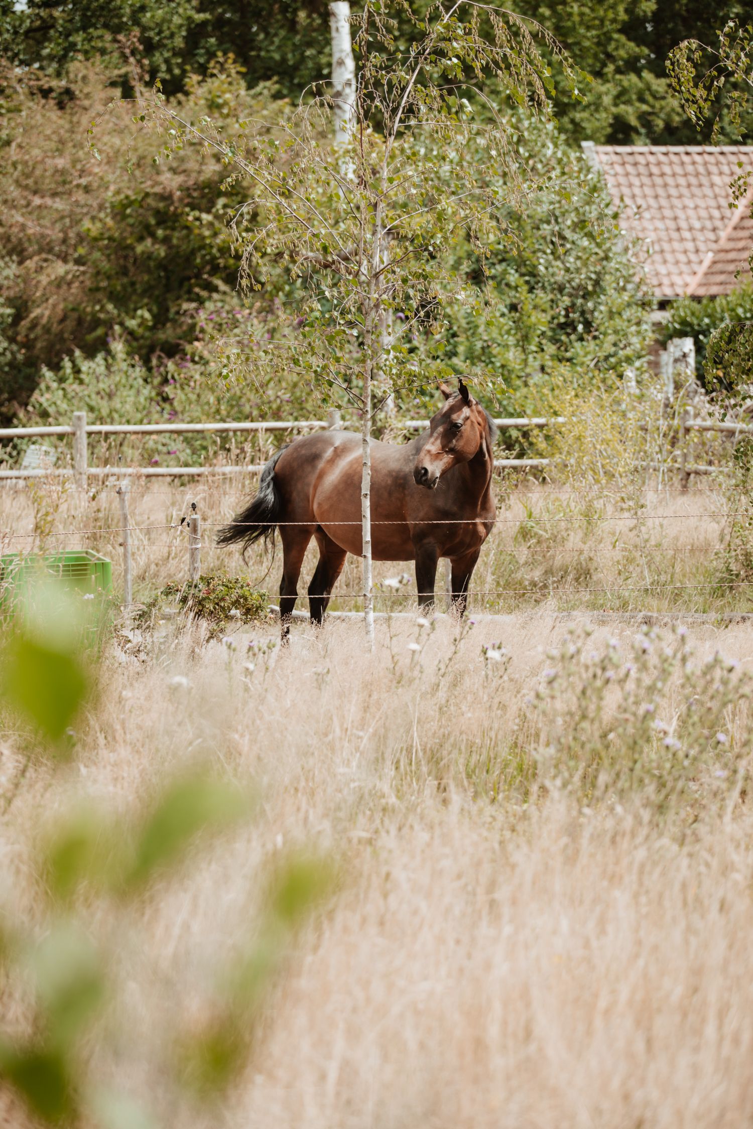 A brown horse standing in a rustic paddock surrounded by tall dry grass and green trees on a sunny day.