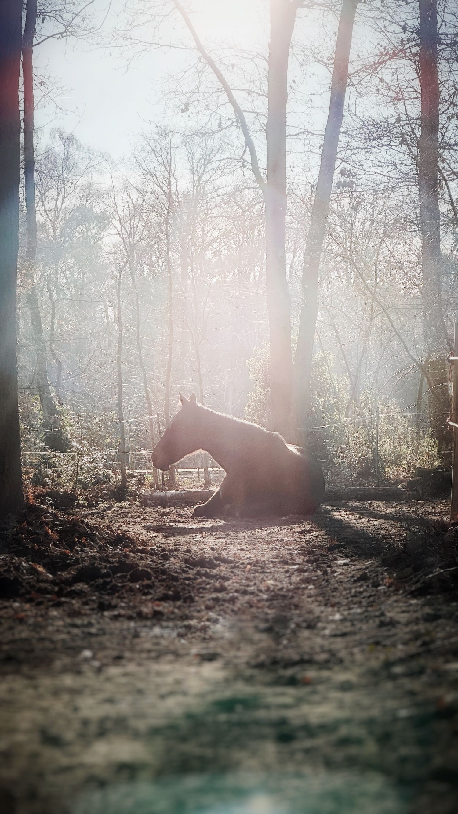 Feline rests on the ground in a misty sunlit forest with tall bare trees surrounding it.