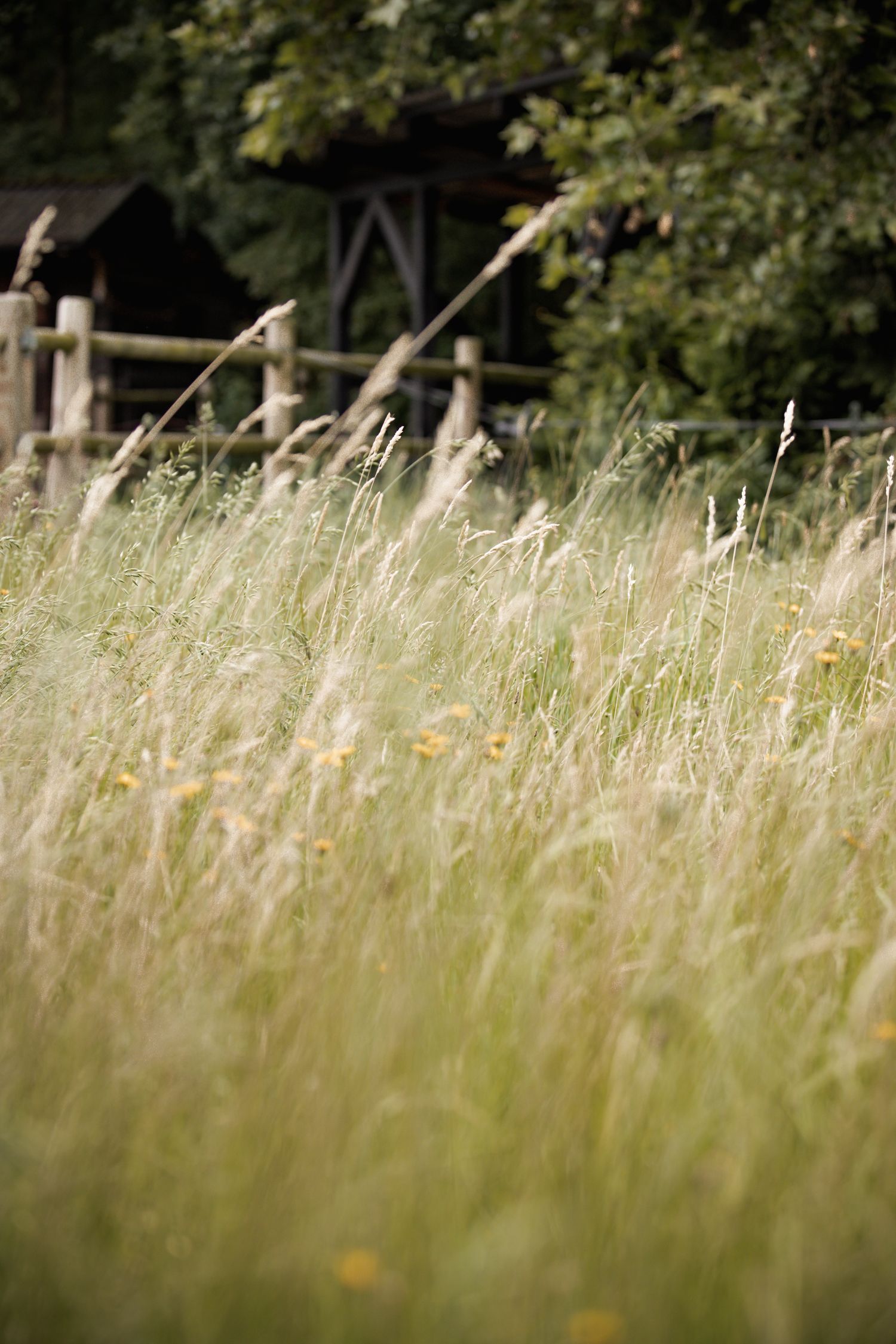 Tall wild grass and yellow wildflowers sway in a meadow with a wooden fence and trees behind.
