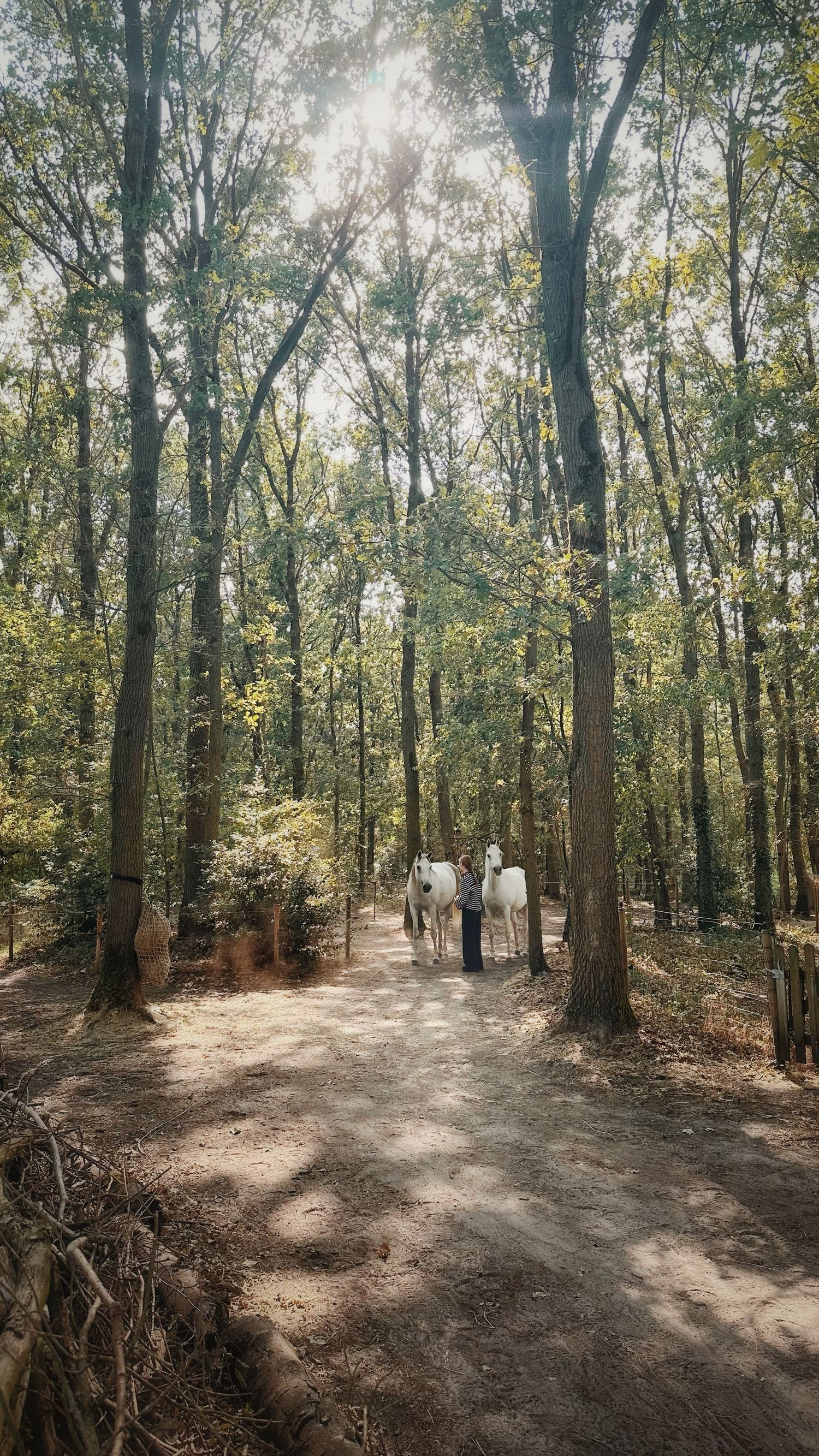 Two white horses being led down a sunlit forest path surrounded by tall green trees.
