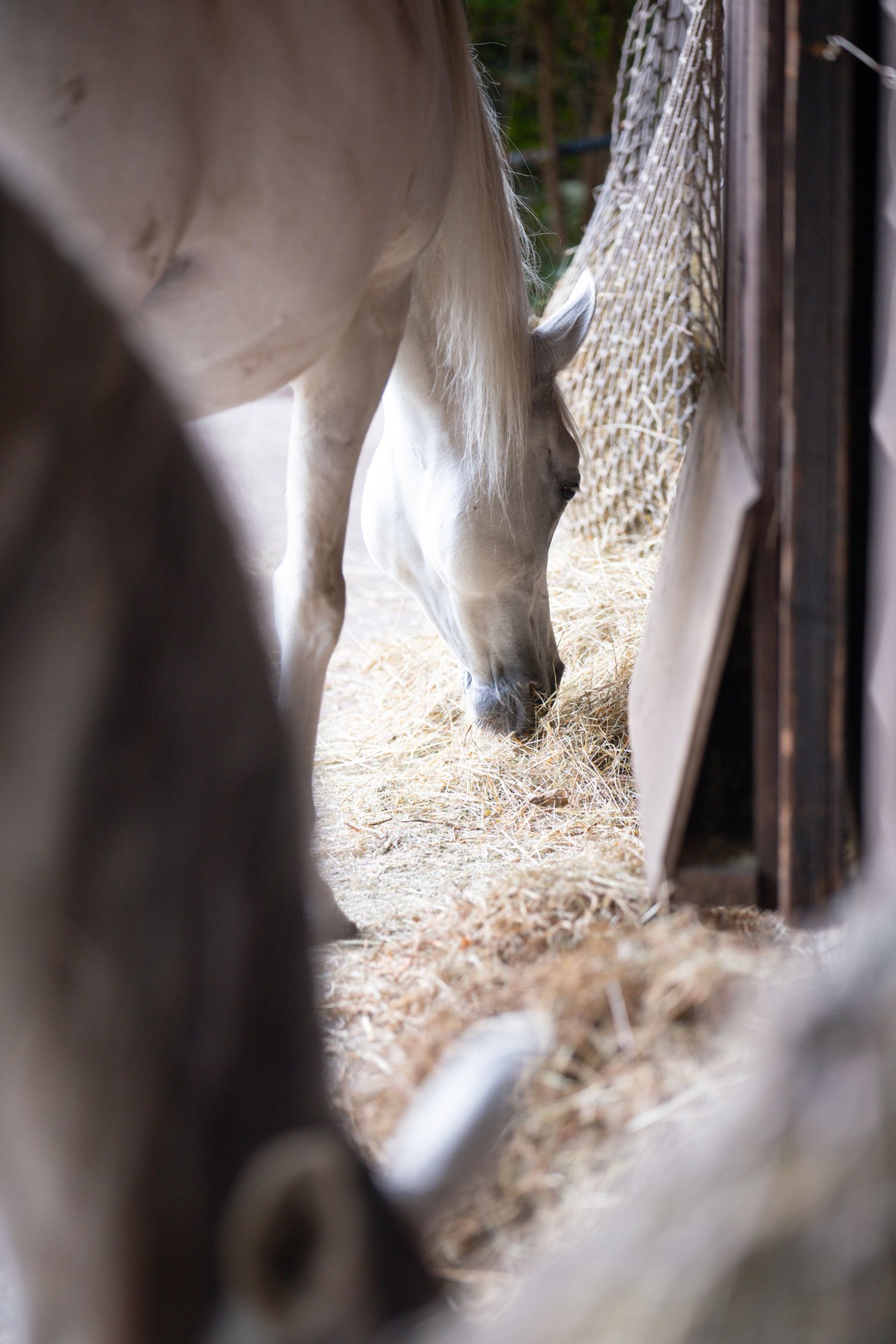 White horse eating hay from a net in a stable, close-up view through barn door.