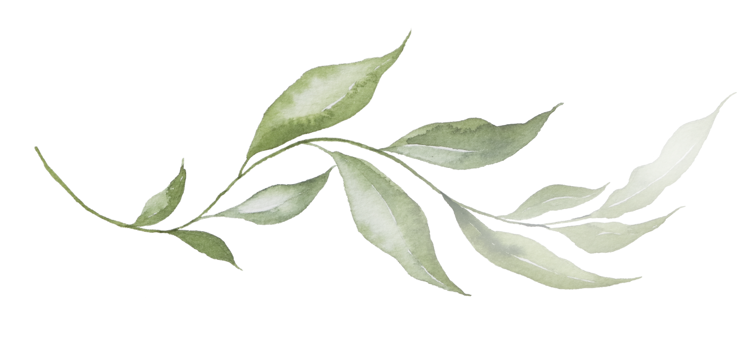 Watercolor green eucalyptus branch with soft flowing leaves on white background.