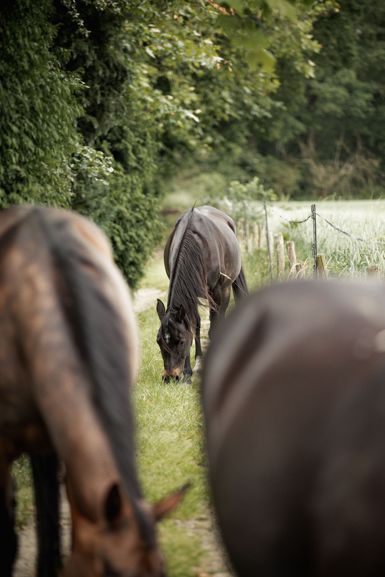The herd grazing on lush green grass along a tree-lined fence in a peaceful countryside pasture.