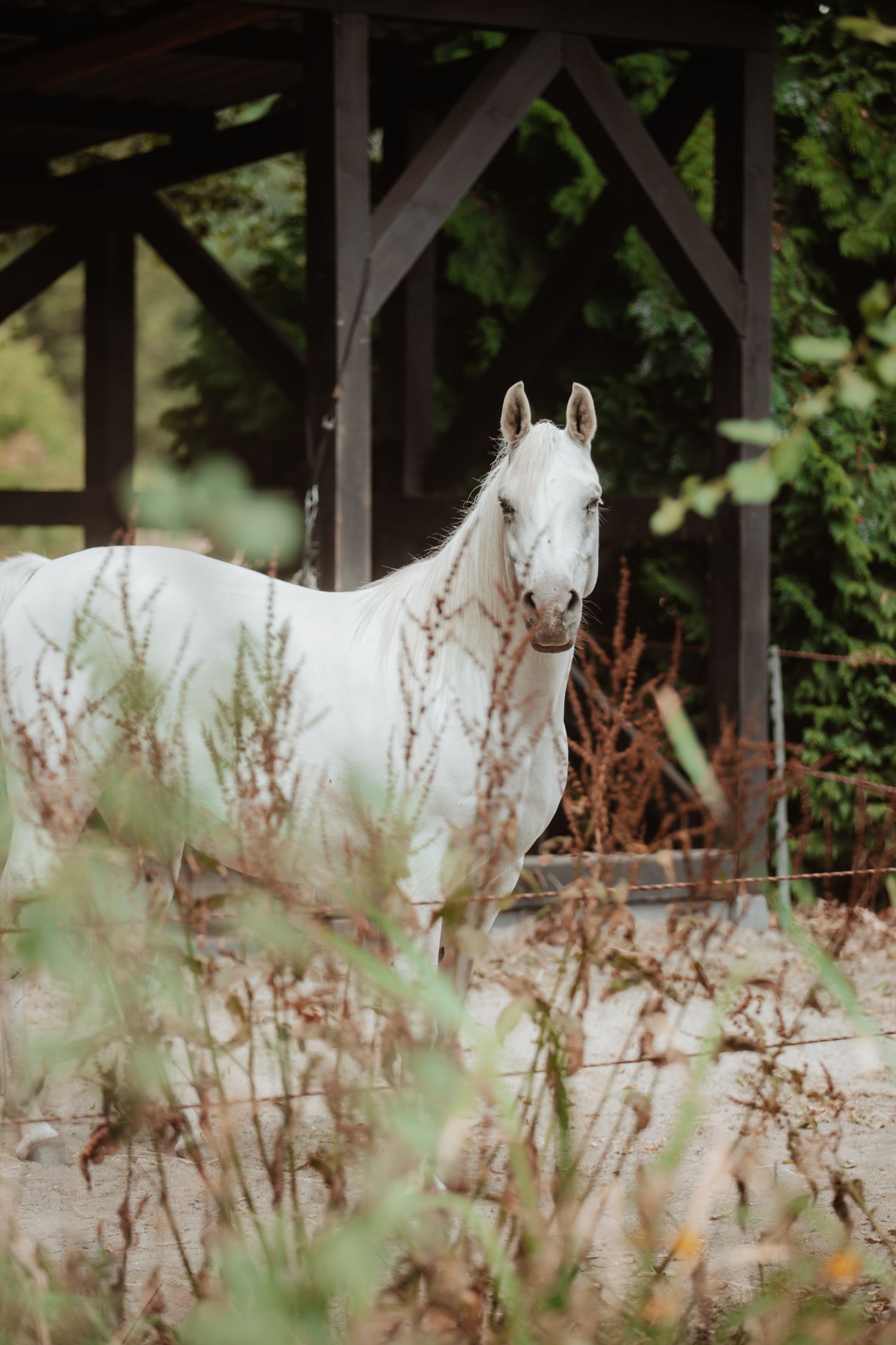 A white horse stands gracefully under a wooden structure surrounded by dry plants and lush green trees.