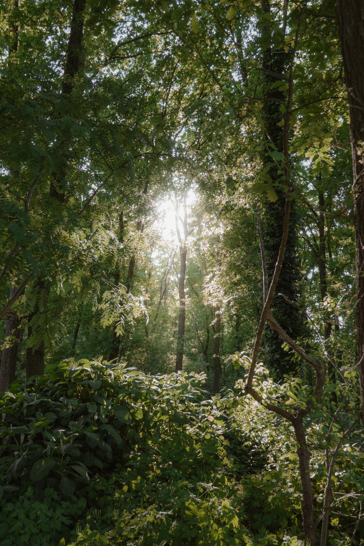 Sunlight filters through dense green forest canopy, casting rays through tall trees and lush foliage.
