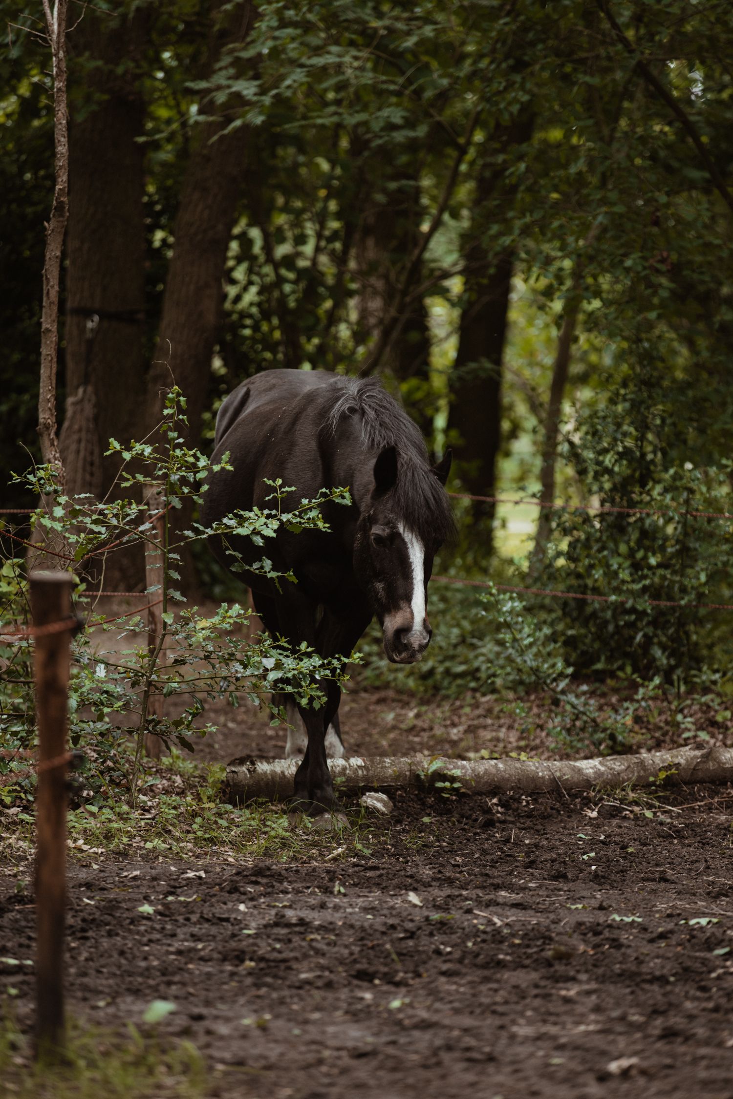 Jess walks along a muddy forest path surrounded by lush green trees and undergrowth.
