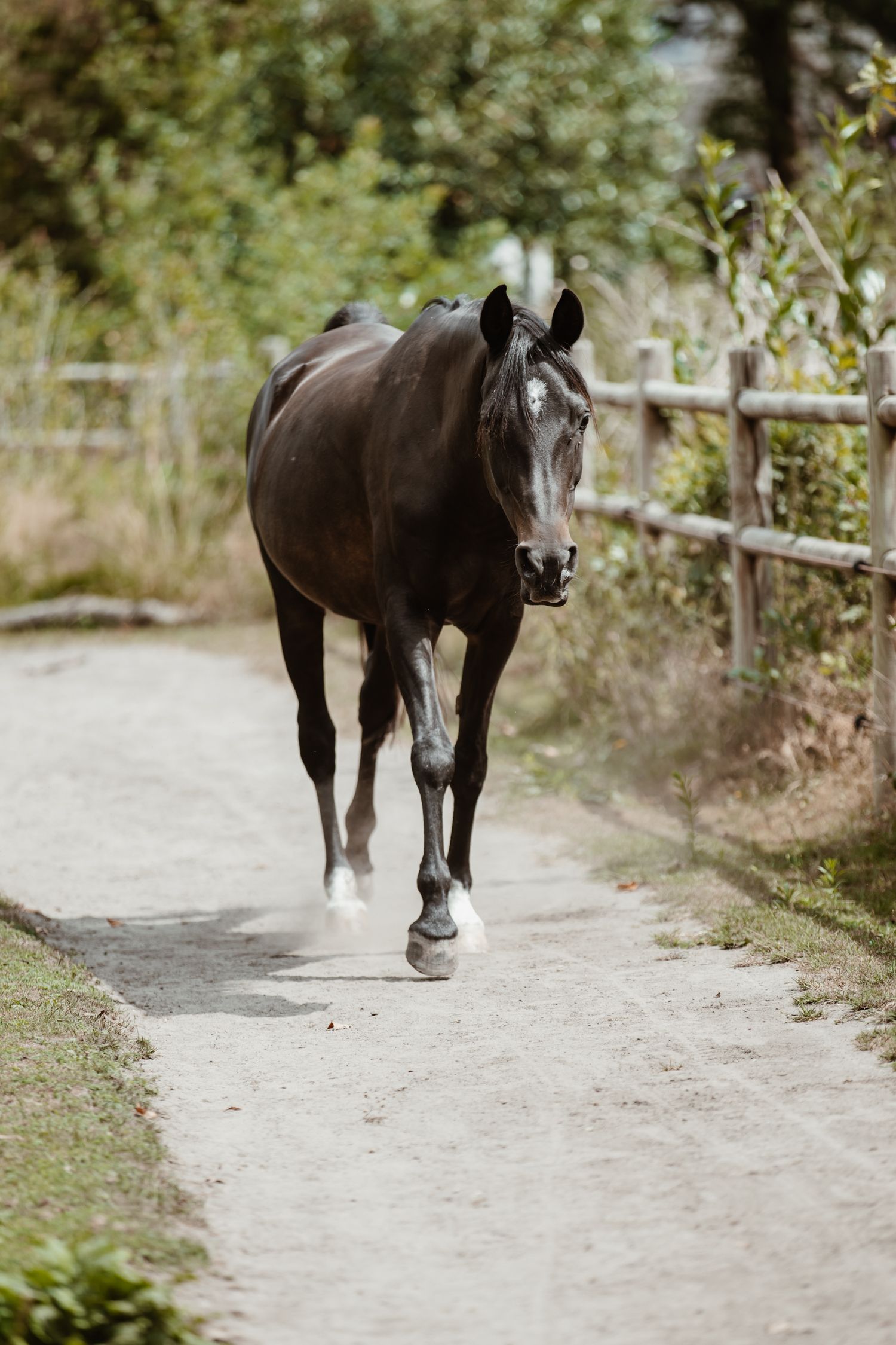 A dark bay horse with a white blaze walks along a gravel path beside a wooden fence surrounded by lush greenery.
