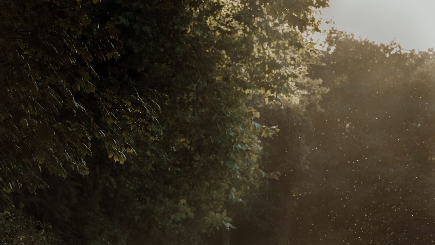Sunlight filtering through dense green trees along a forest path on a misty morning.