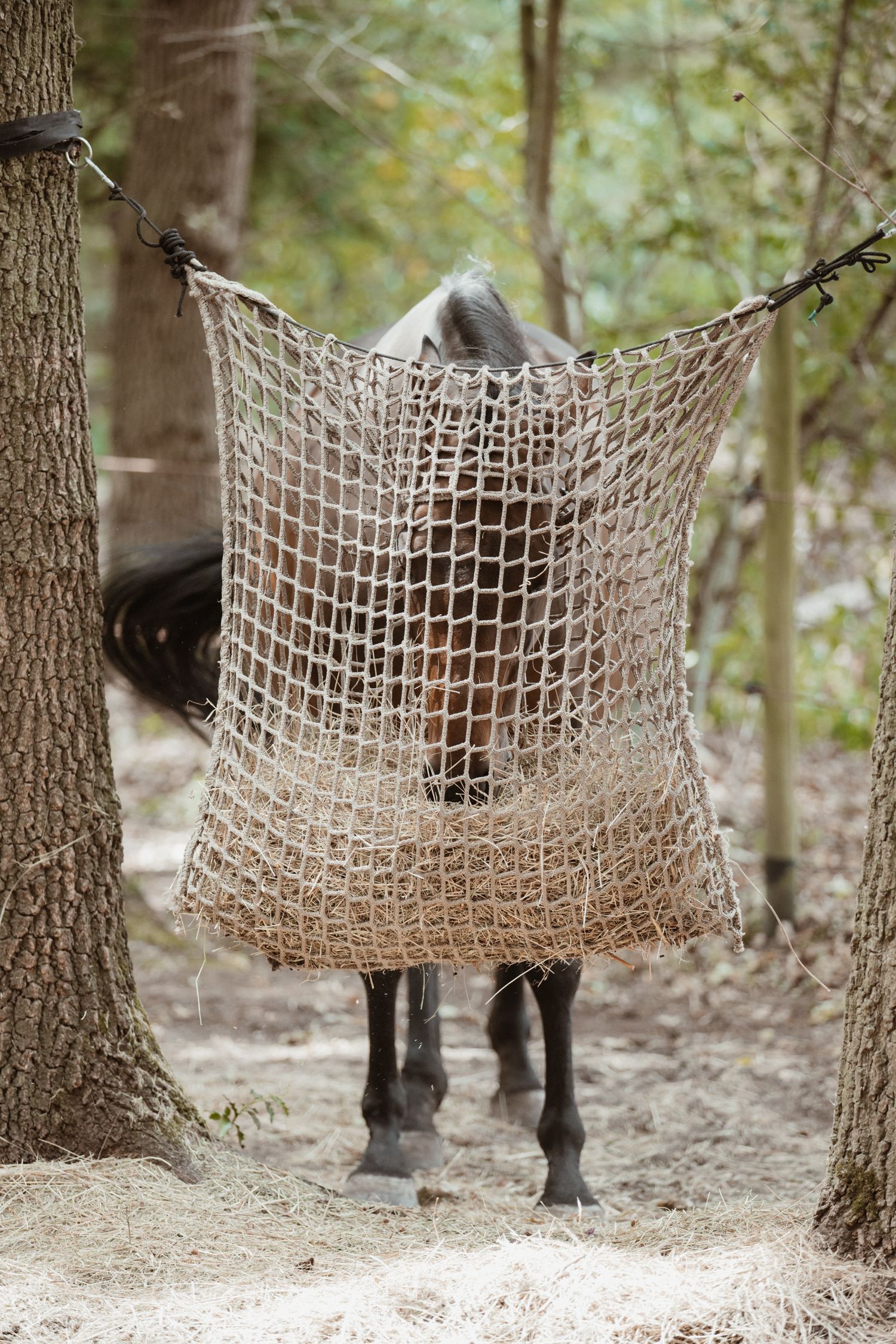 A horse feeding from a hay net strung between two trees in a wooded area.
