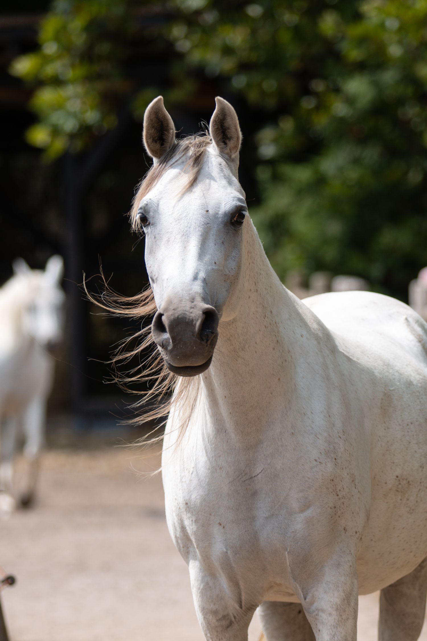 A white horse stands alert in an outdoor paddock, its mane blowing in the wind with green trees in the background.