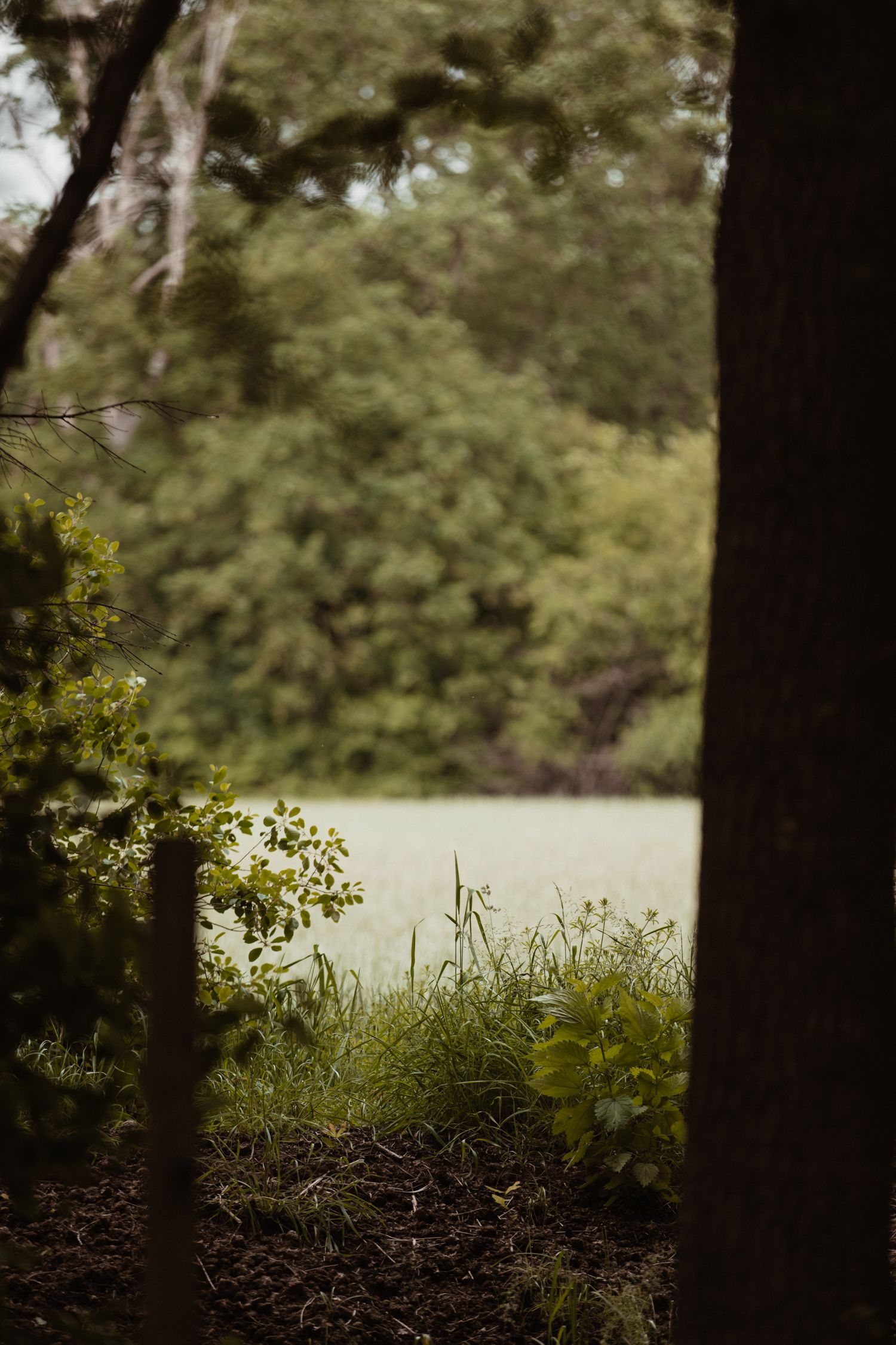 A serene view of a green meadow framed by trees and lush foliage.