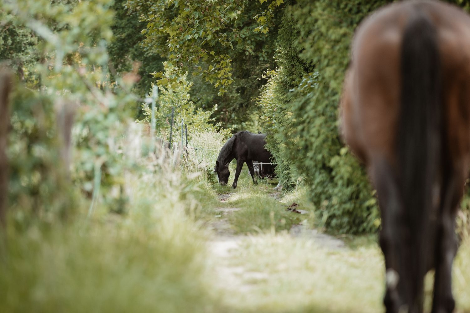 Jess and Feline on a narrow green tree-lined path, one grazing in the distance.
