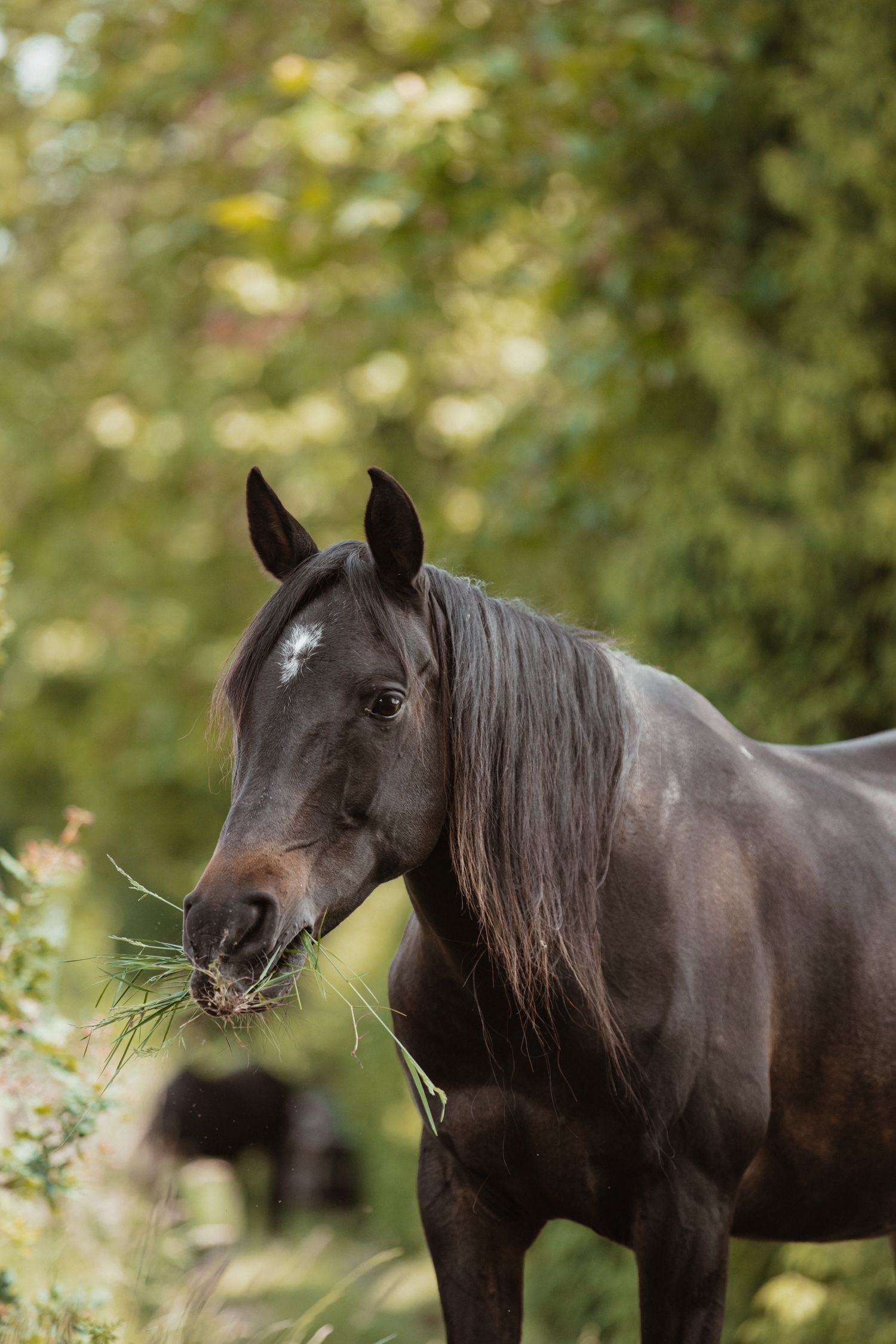 Sirah chews fresh green grass while standing among lush green trees in soft light.