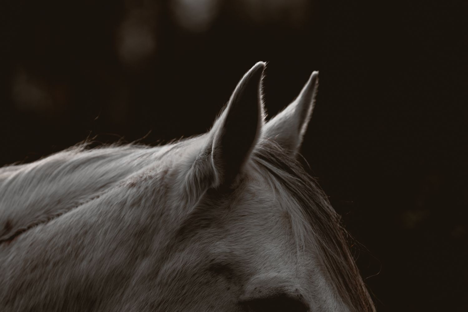 Close-up of Madra her ears against a dark moody background.