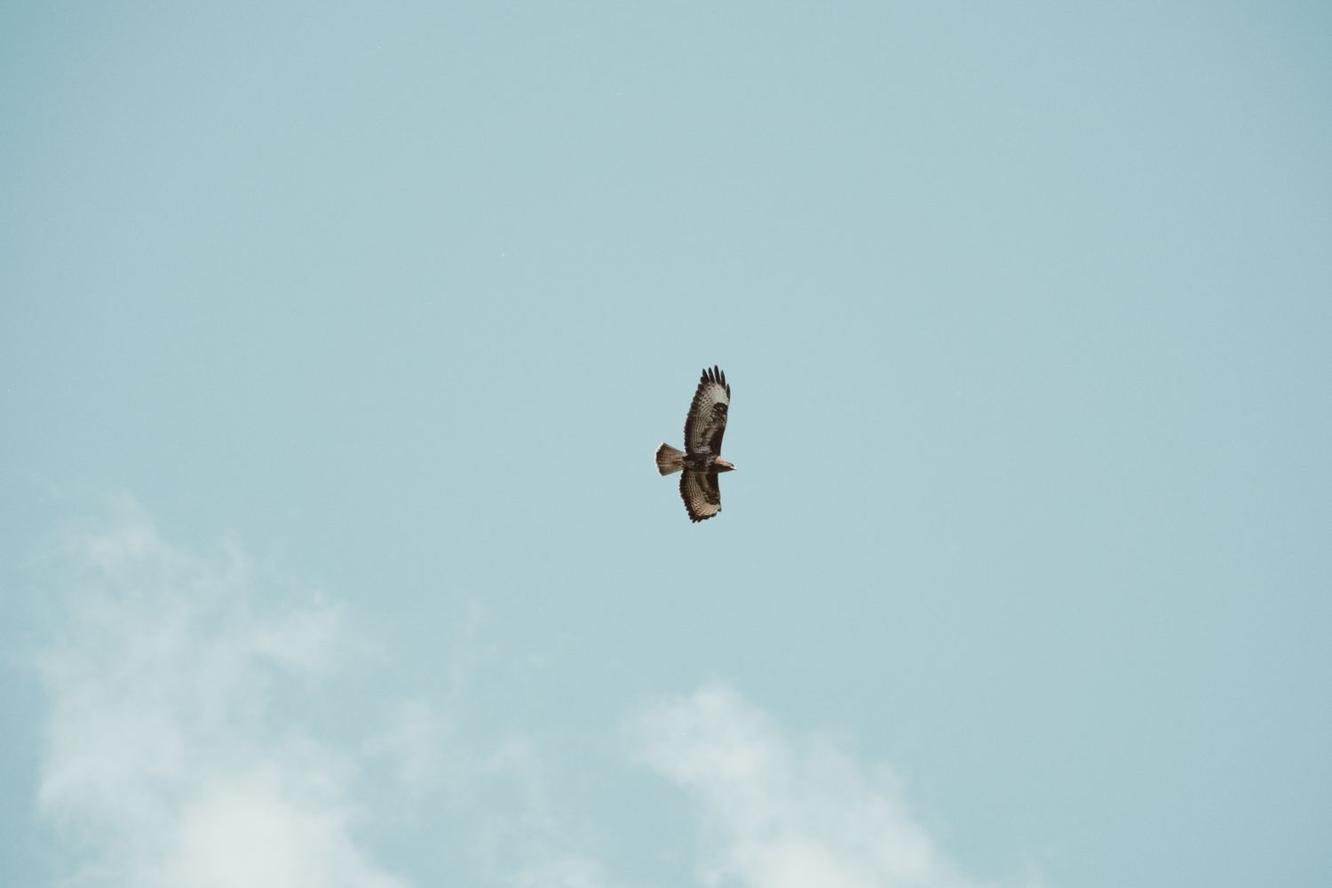 A hawk soaring with wings spread wide against a pale blue cloudy sky.
