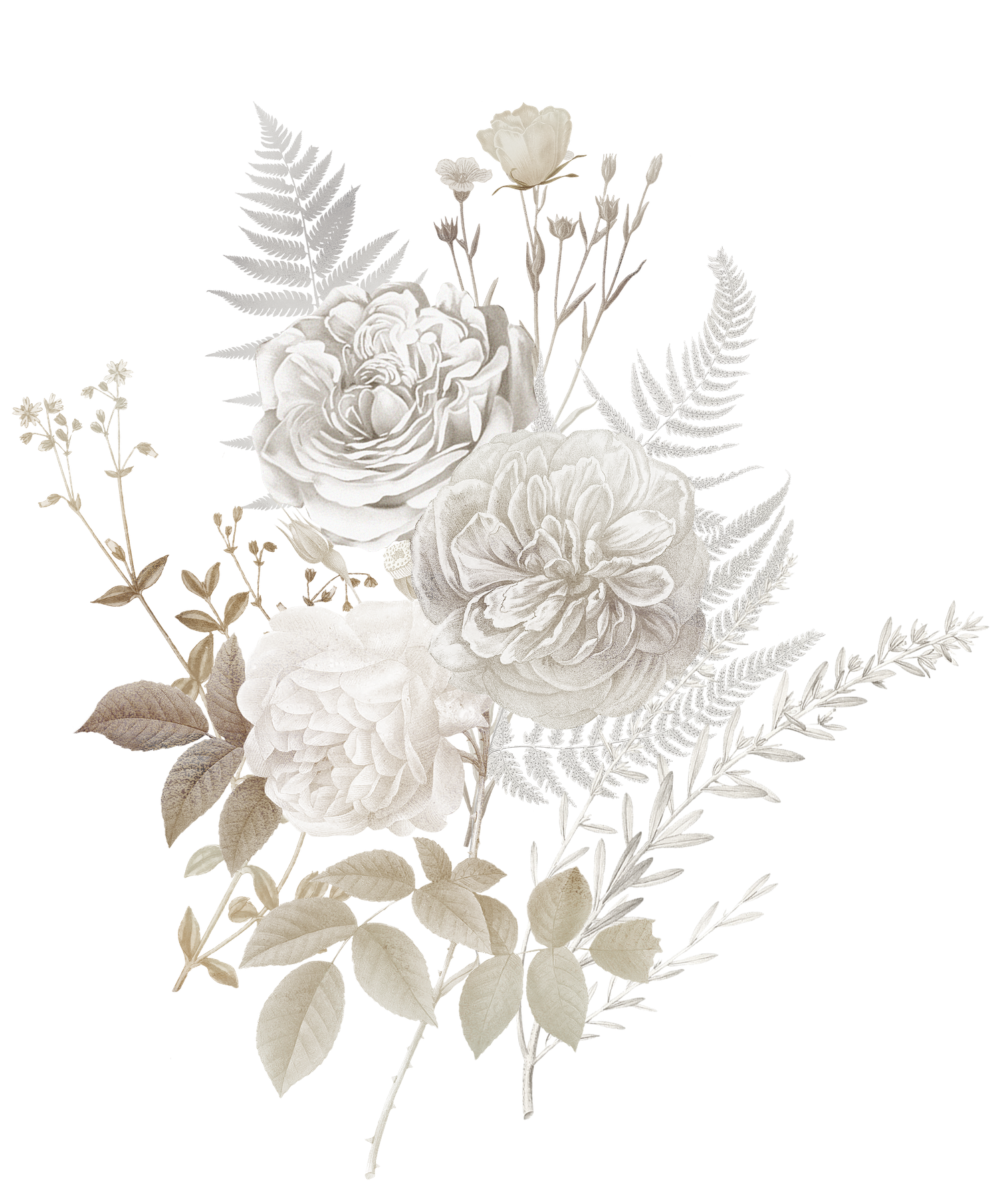 Elegant white roses, peonies and ferns botanical illustration in soft neutral tones on white.