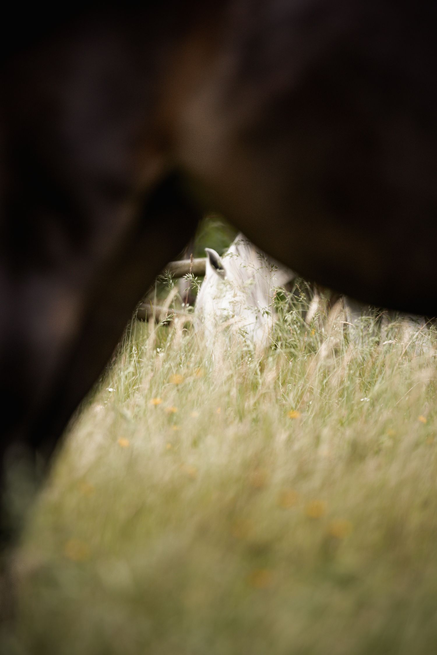 Madra grazes in tall green grass, partially hidden between dark horse legs in a sunlit field.