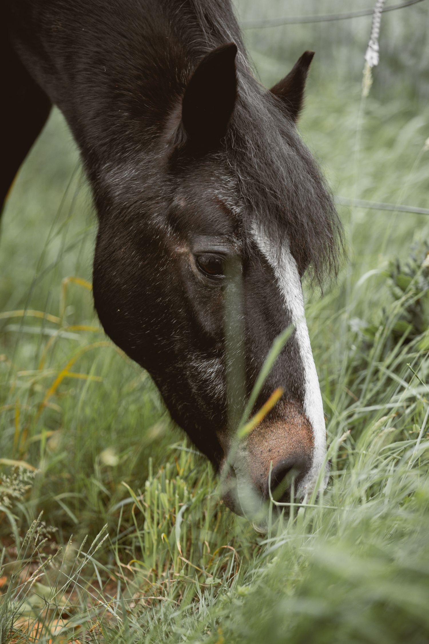 Close-up of Jess grazing in thick green grass near a fence.