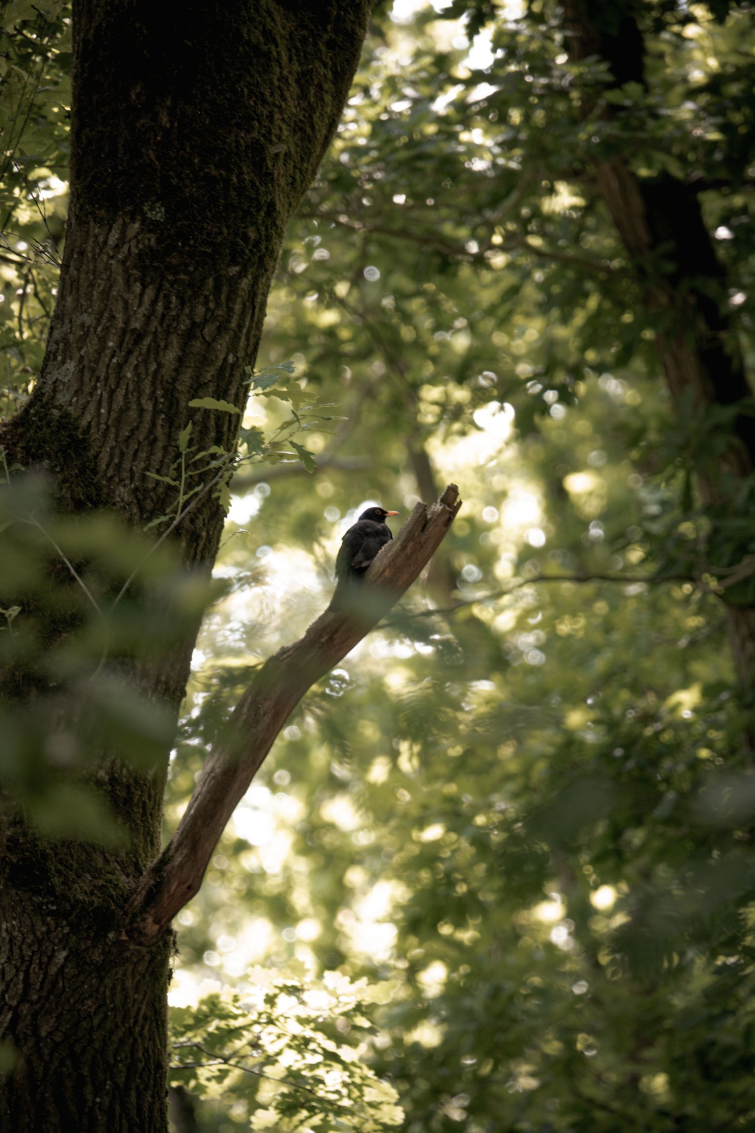 A blackbird perches on a bare branch surrounded by lush green sunlit forest trees.