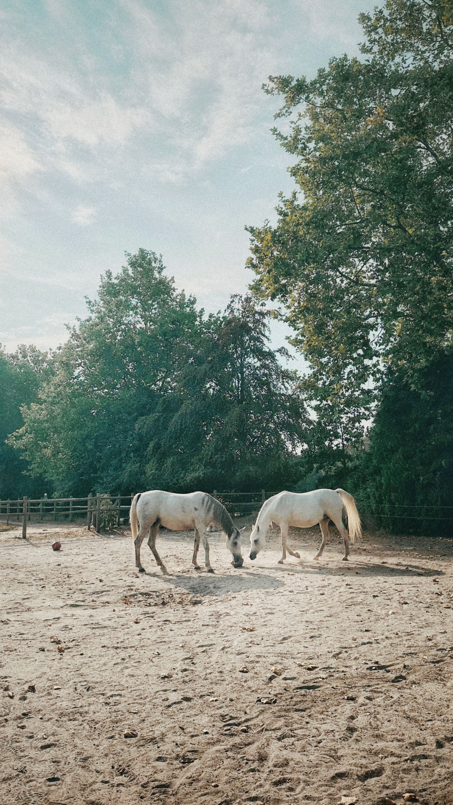 Two white horses grazing together in a sandy paddock surrounded by lush green trees under a partly cloudy sky.