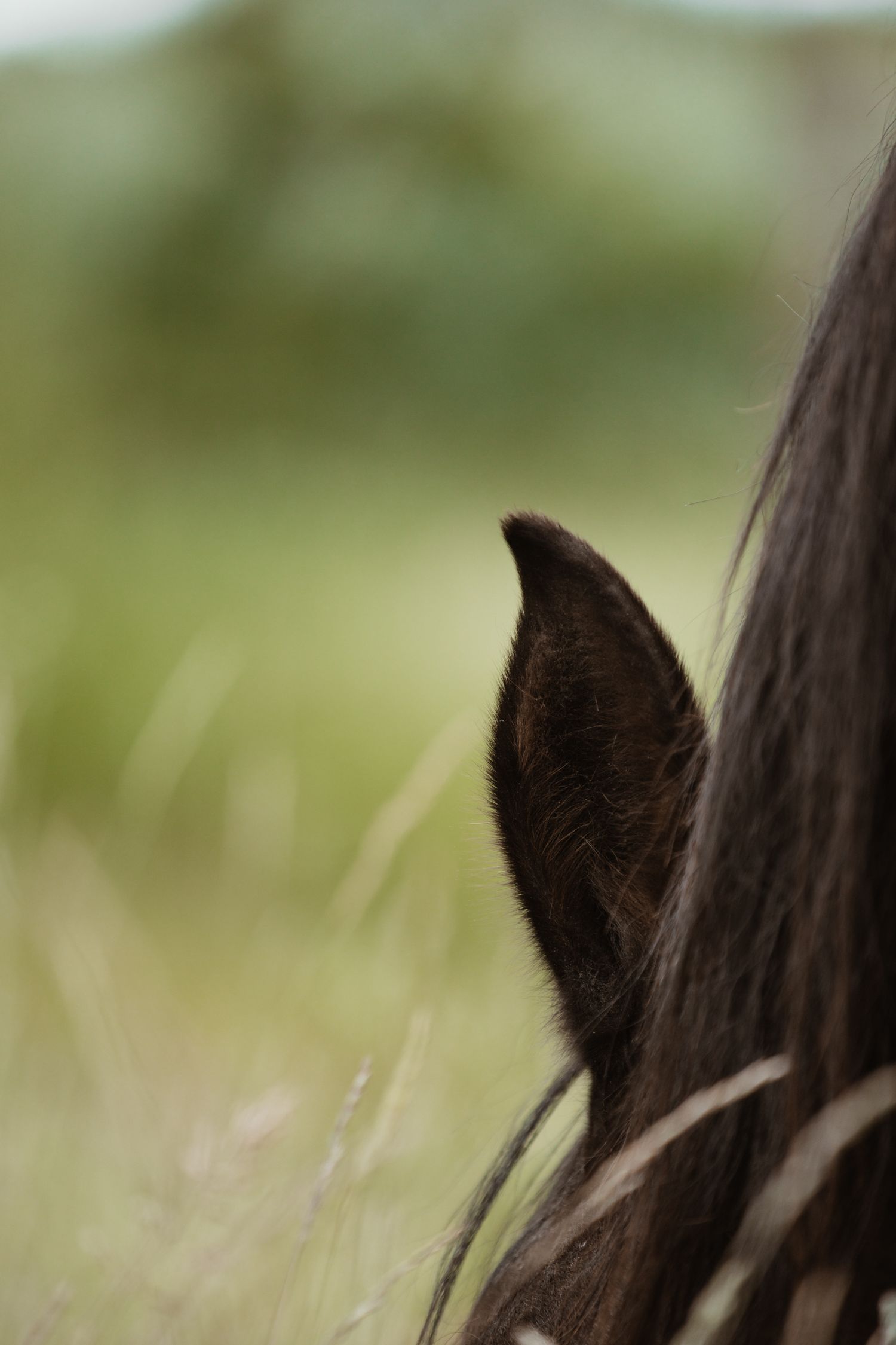 Close-up of Sirah her ear against a blurred green meadow background in soft focus.