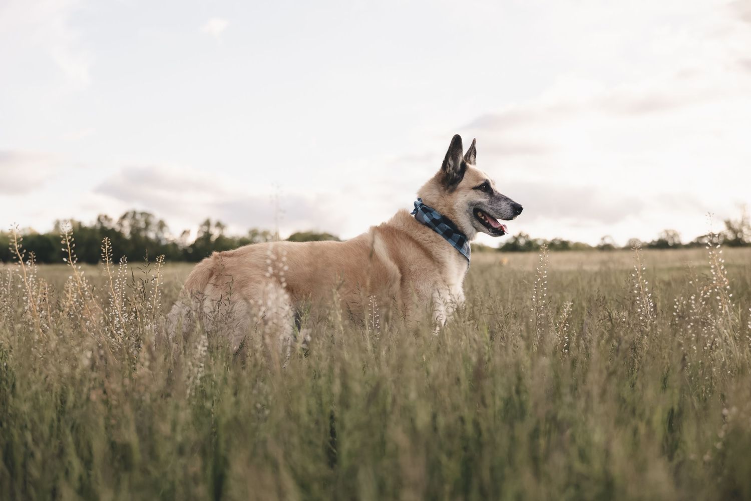 Natural light pet photography in an open field — capturing candid dog portraits with soft tones, real emotion, and outdoor adventure vibes.