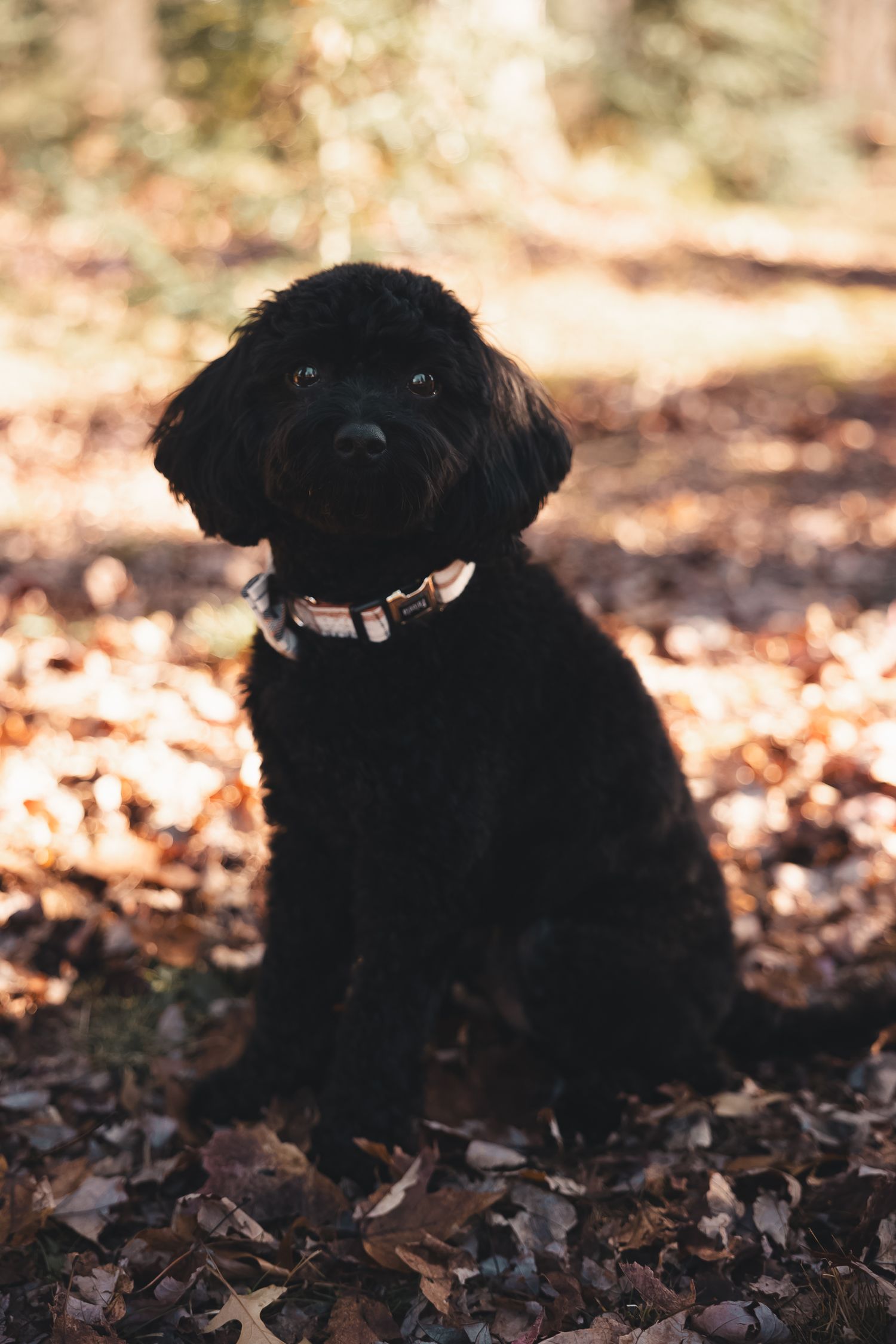 Golden hour glow and crunchy leaves in Salem, Massachusetts — the perfect fall day for a cozy and adorable pup portrait. 🍂🐾