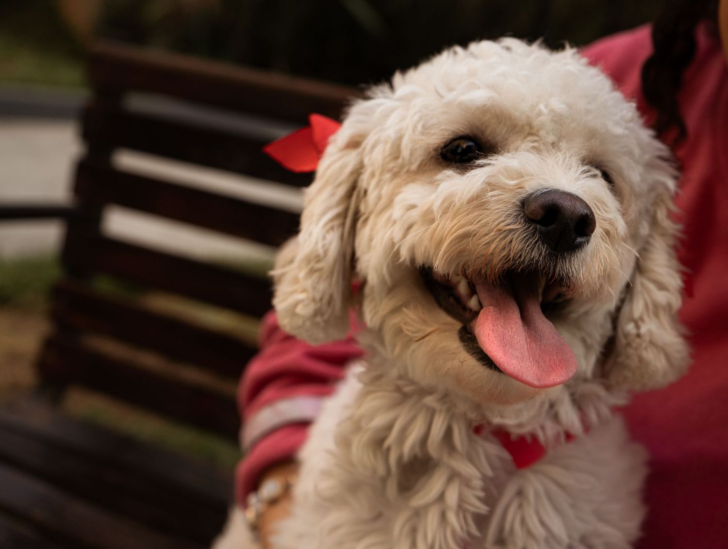 Primer plano de perro french poodle  con luz natural, fotografía de mascotas