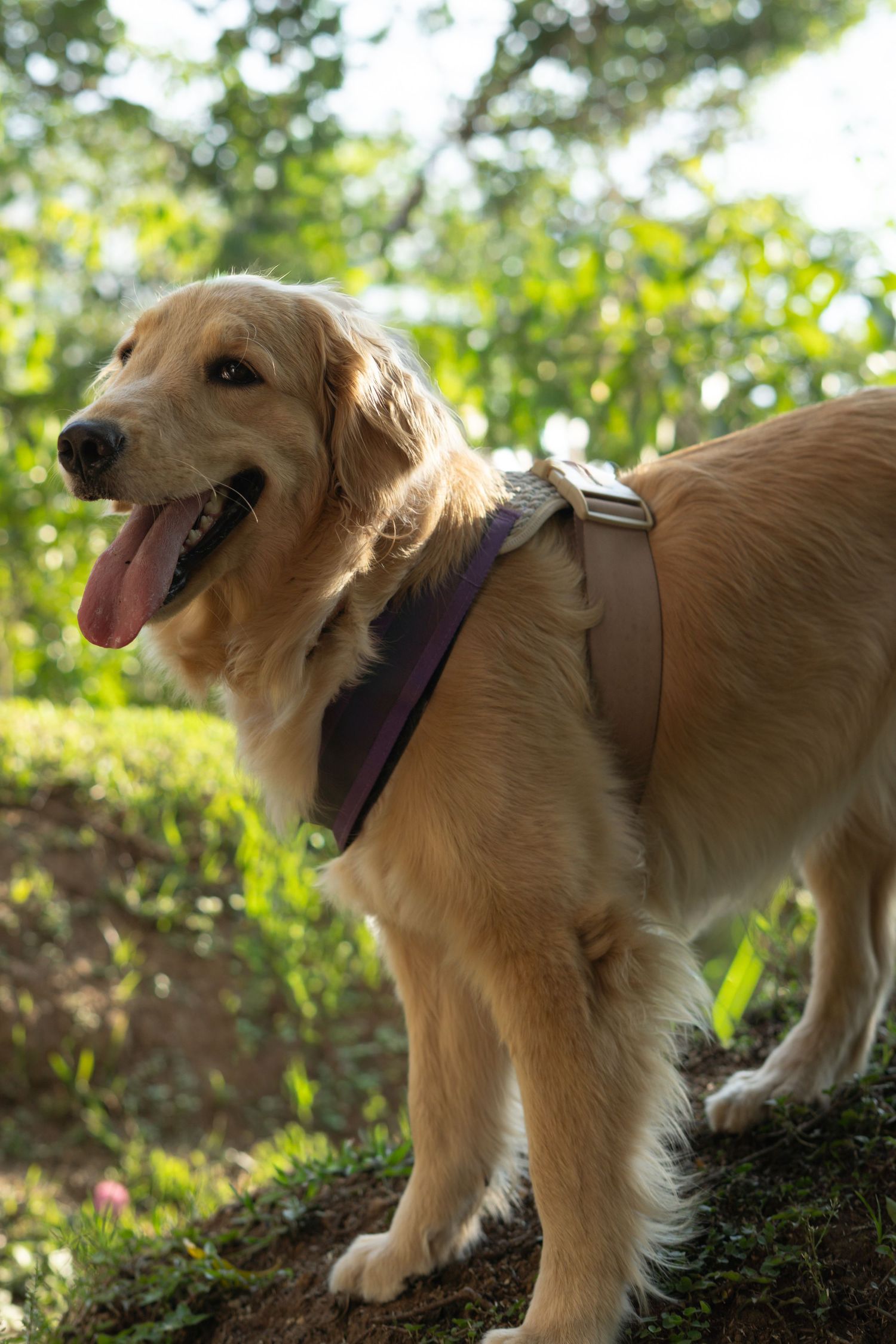Retrato de perro, golden retriever en sesión de fotografía de mascotas en Guatemala