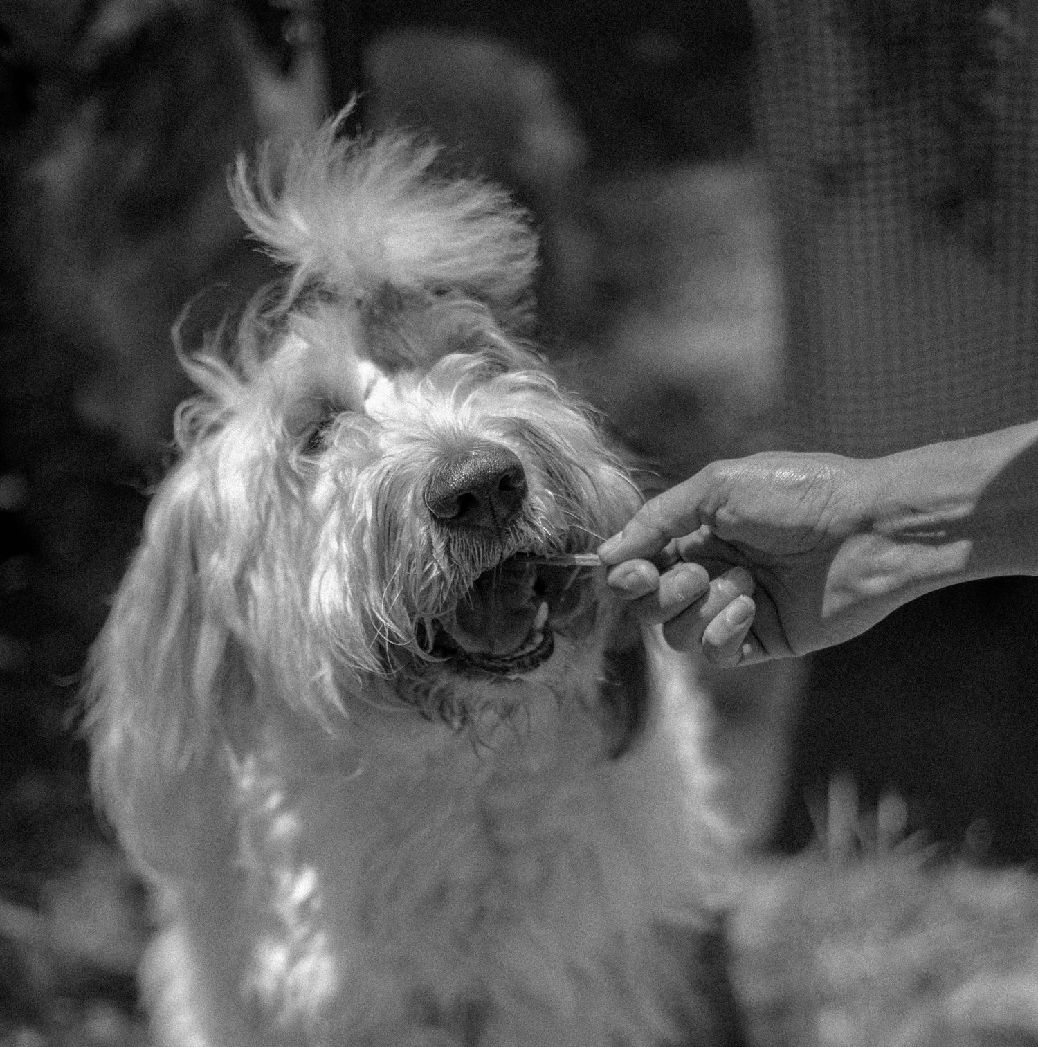 Bobtail (Old English Sheepdog)