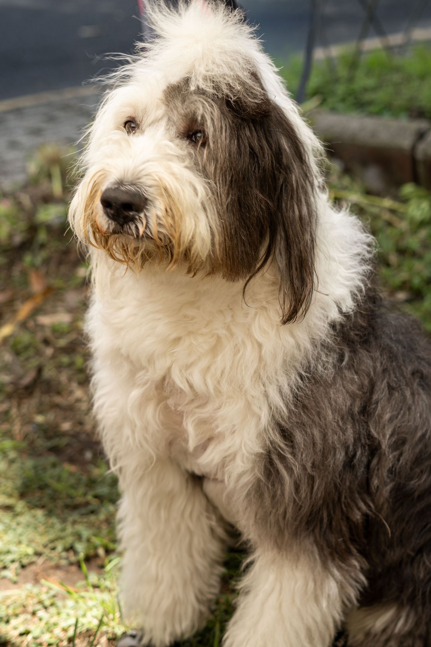 Primer plano de perro Bobtail (Old English Sheepdog) con luz natural, fotografía de mascotas