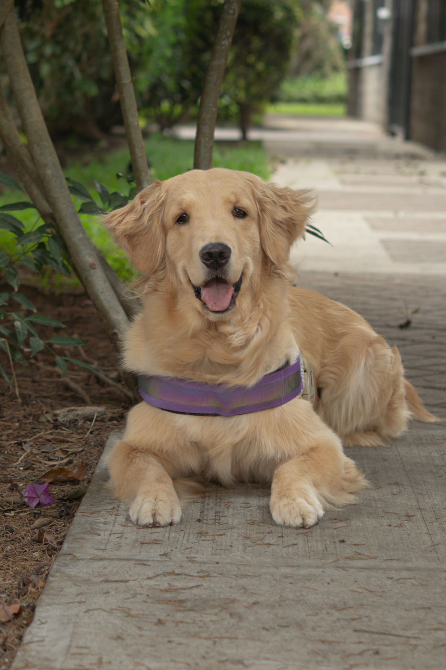 Primer plano de perro golden retriever con luz natural, fotografía de mascotas