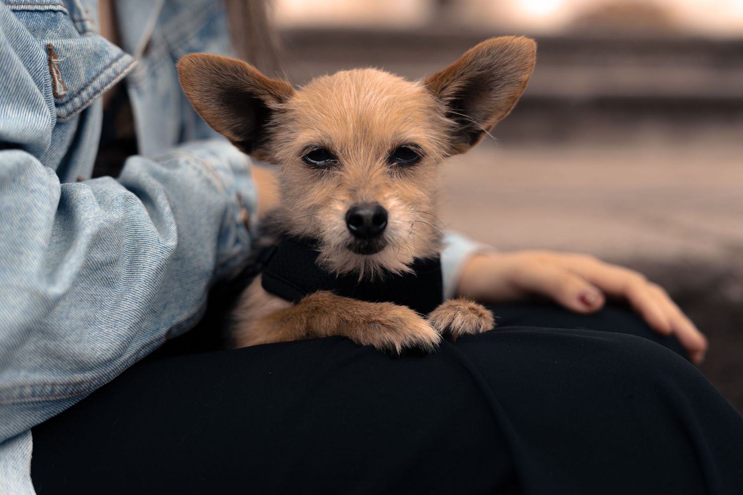 Primer plano de perro mestizo con luz natural, fotografía de mascotas