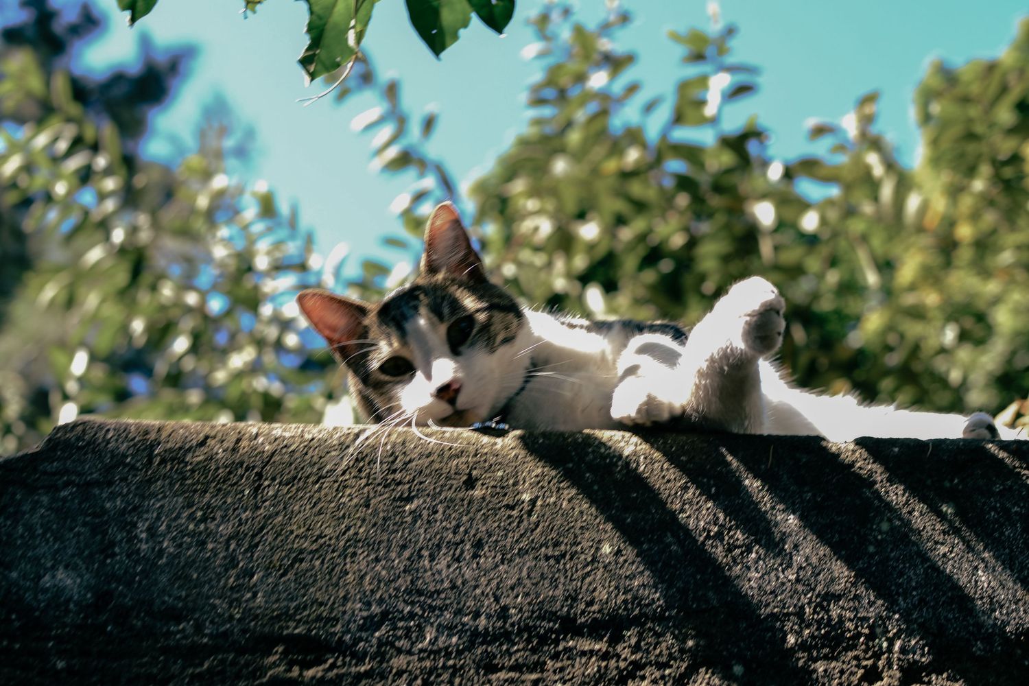 Retrato de gato blanco y gris, en sesión de fotografía de mascotas en la naturaleza en Guatemala