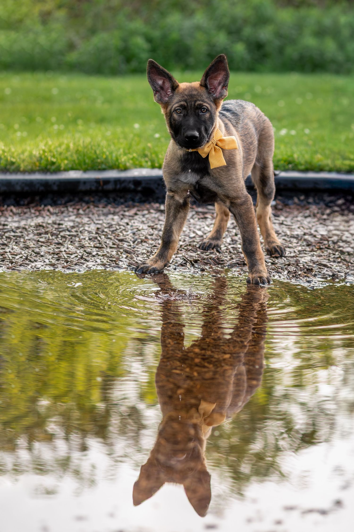 Outdoor portrait of a young German Shepherd standing near water with her reflection visible during a dog photography session.