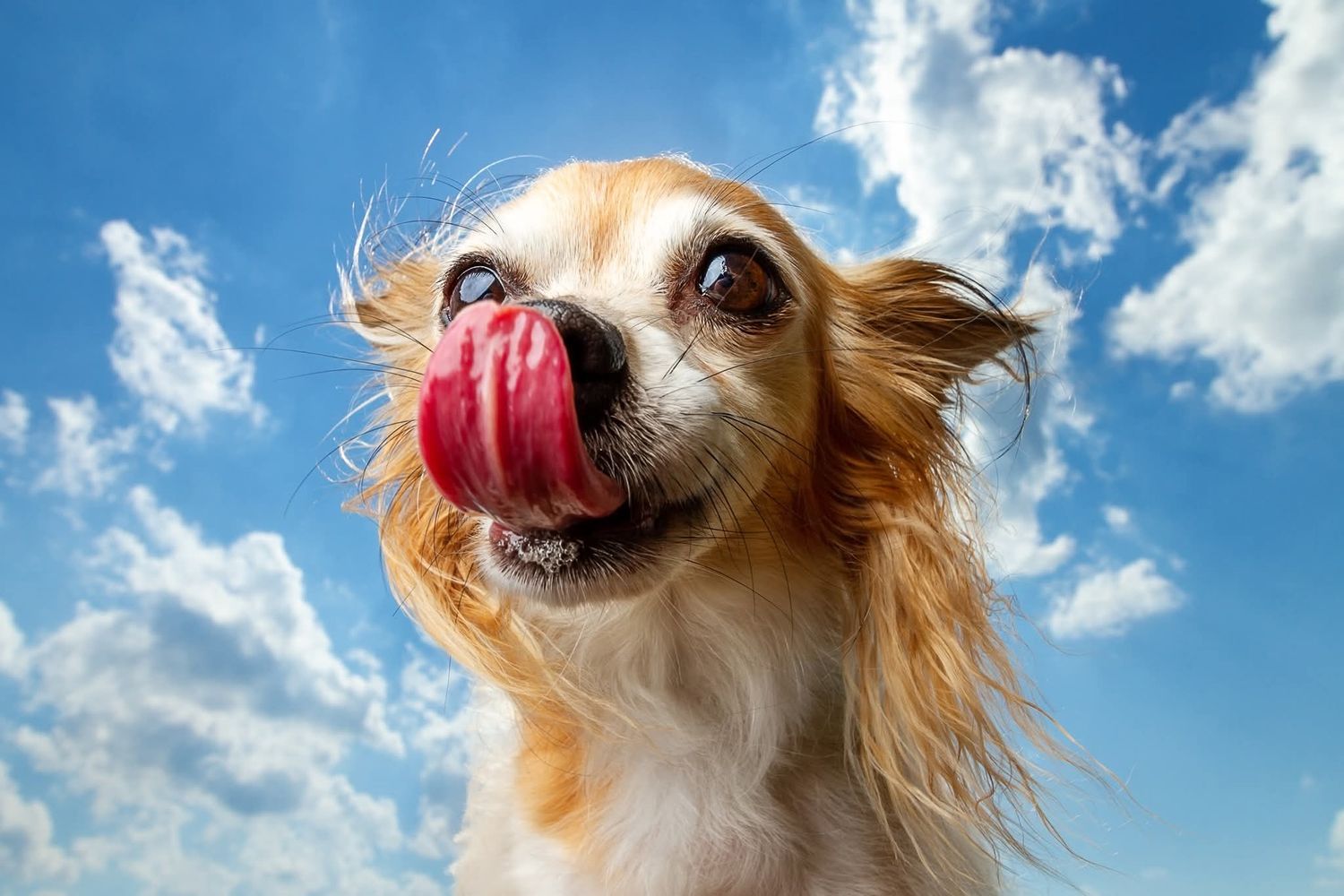 Wide-angle outdoor portrait of a small dog licking its nose against a bright blue sky.