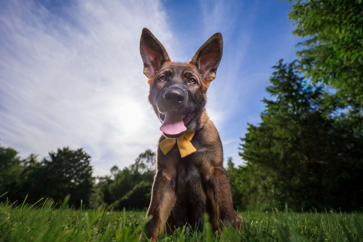 Wide-angle outdoor portrait of a young German Shepherd sitting in grass with a dramatic blue sky behind her.