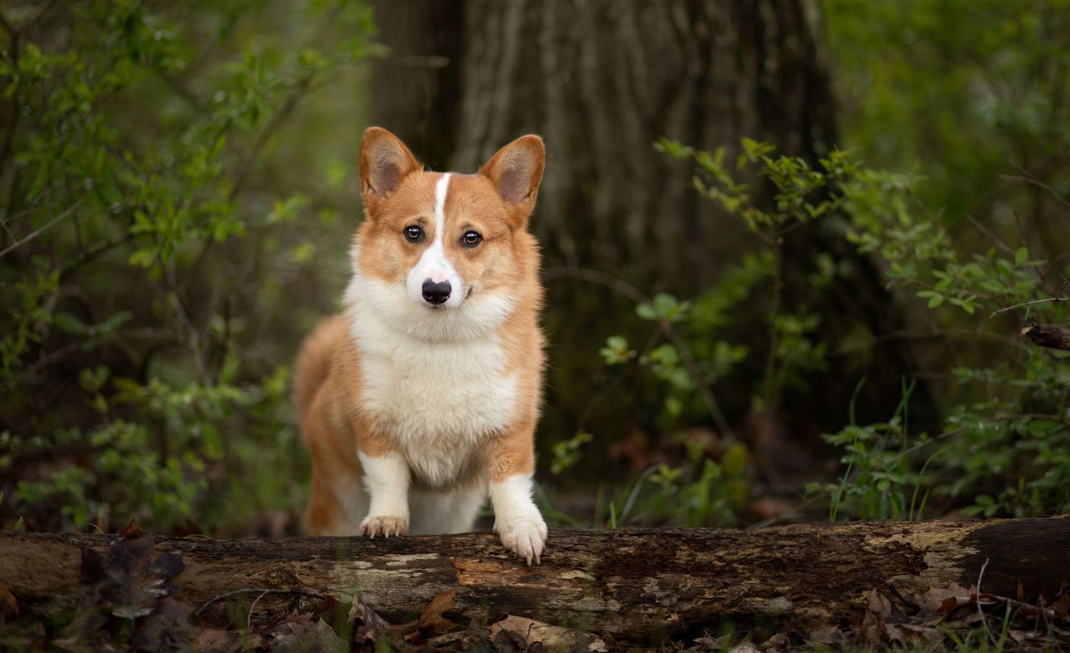 Outdoor portrait of a Corgi sitting in a wooded setting during a Wild Sky Dog Photography session.
