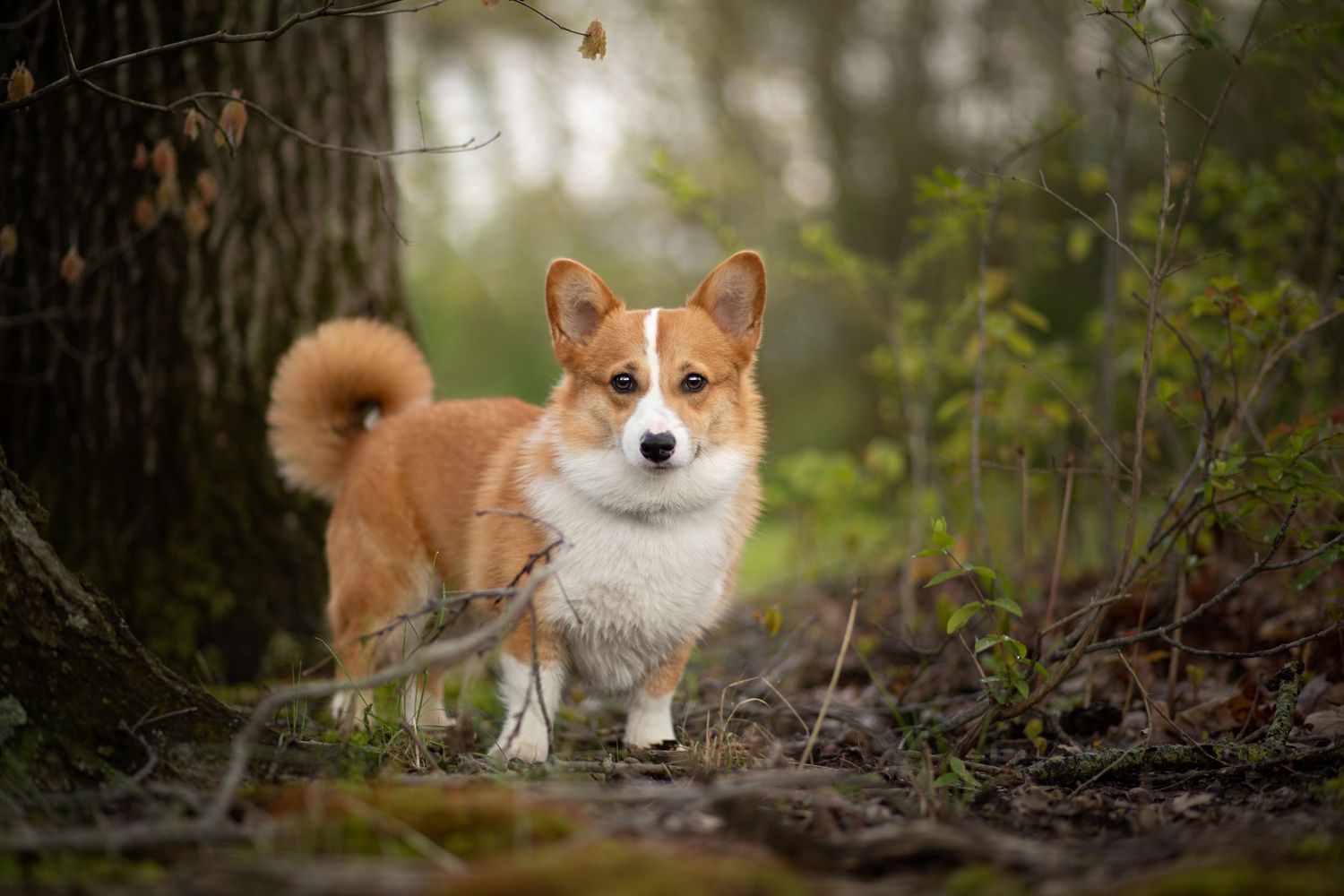 Outdoor portrait of a Corgi standing in a wooded setting during a Wild Sky Dog Photography session.