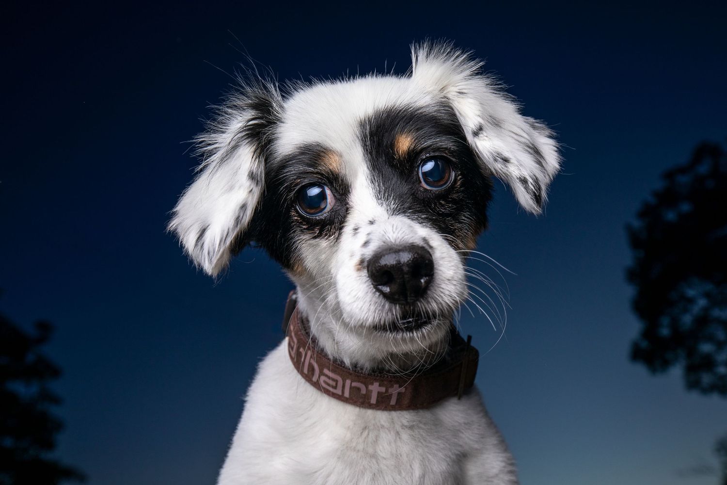 Close-up outdoor portrait of a black and white dog against a deep blue sky during a Wild Sky Dog Photography session.