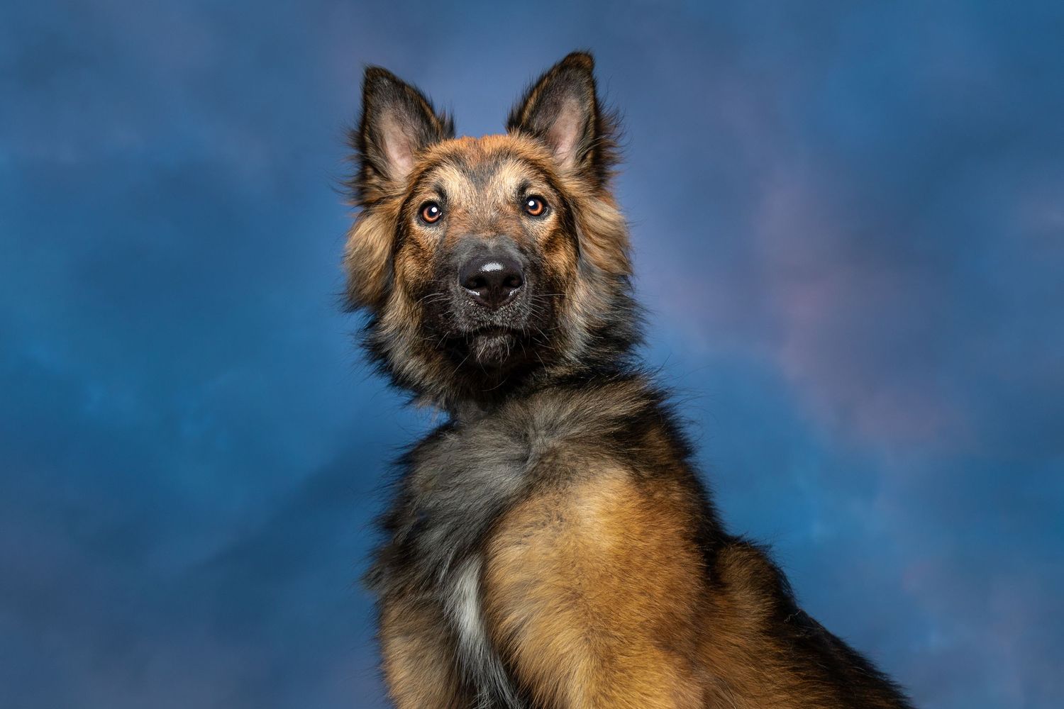 Dramatic outdoor portrait of a Tervuren looking upward against a deep blue sky.