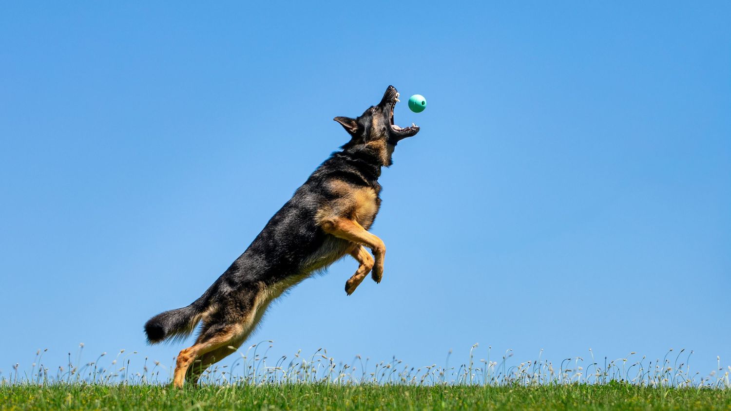 Action photo of a German Shepherd jumping to catch a ball against a bright blue sky.
