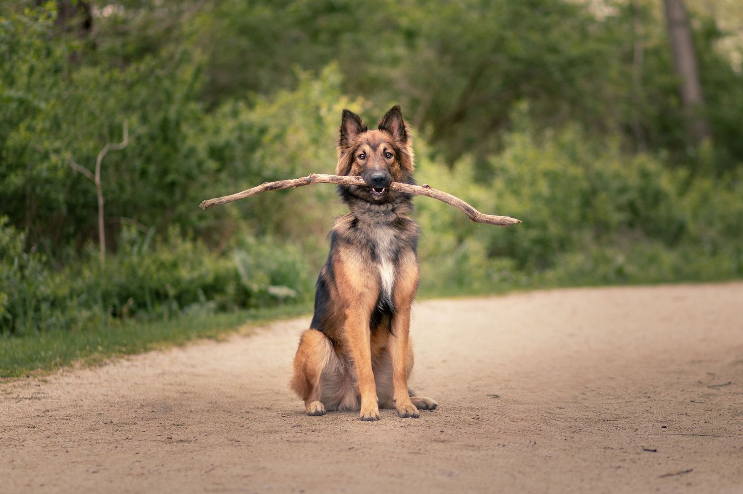 Outdoor portrait of a Tervuren sitting on a trail while holding a stick.
