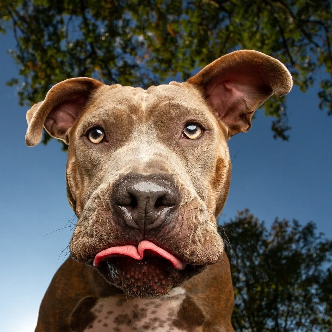Wide-angle outdoor portrait of a brown dog with one ear lifted and tongue out against a blue sky.