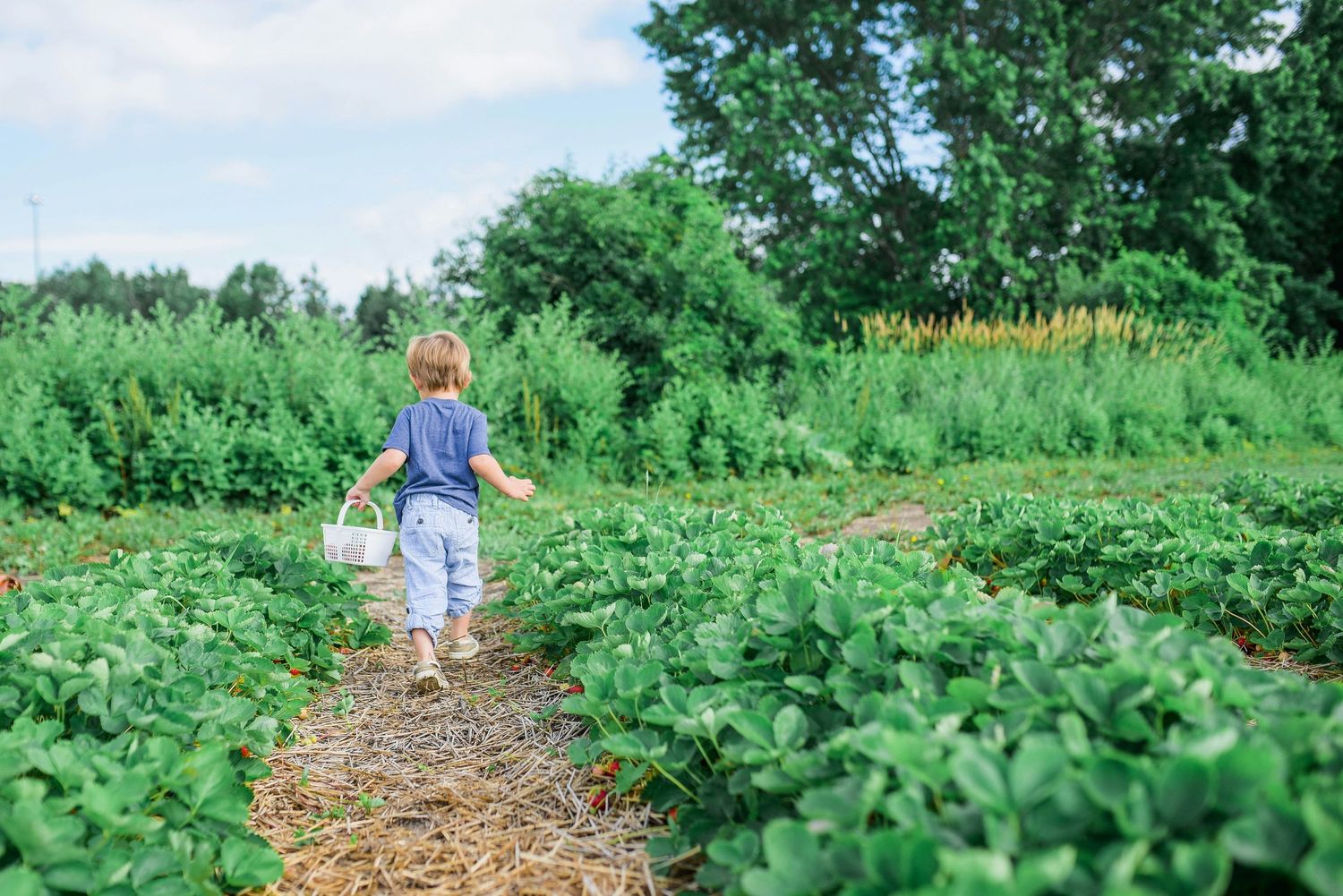 Young child walking through lush strawberry farm rows carrying a white basket on a sunny summer day.