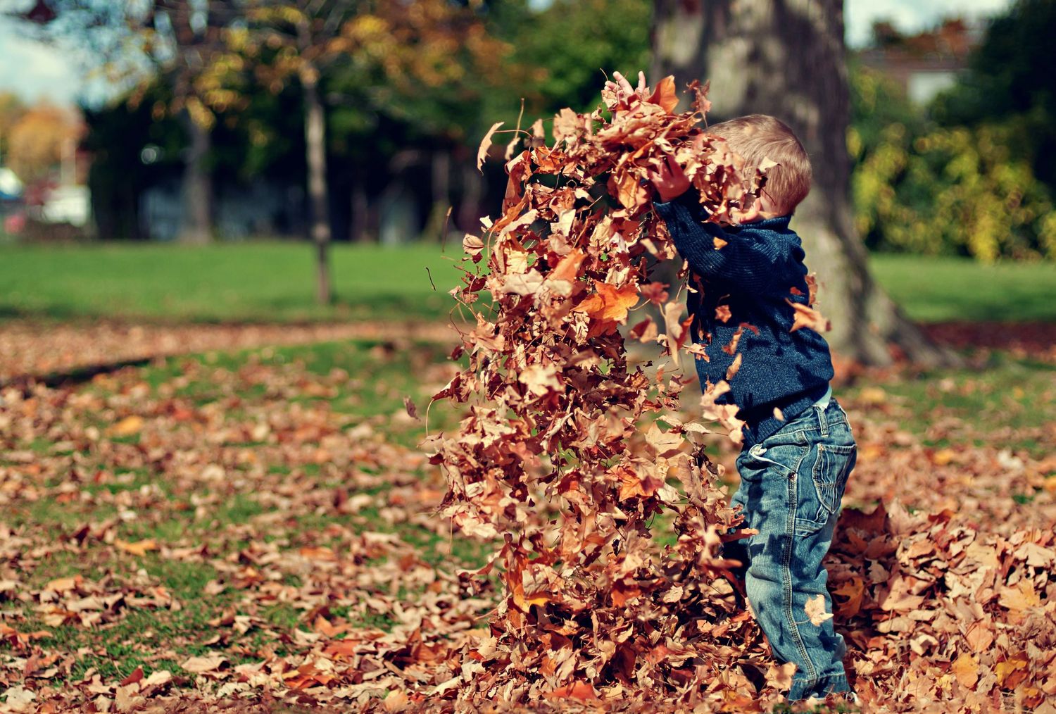 Young child joyfully tossing autumn leaves in a park surrounded by colorful fall foliage on a sunny day.