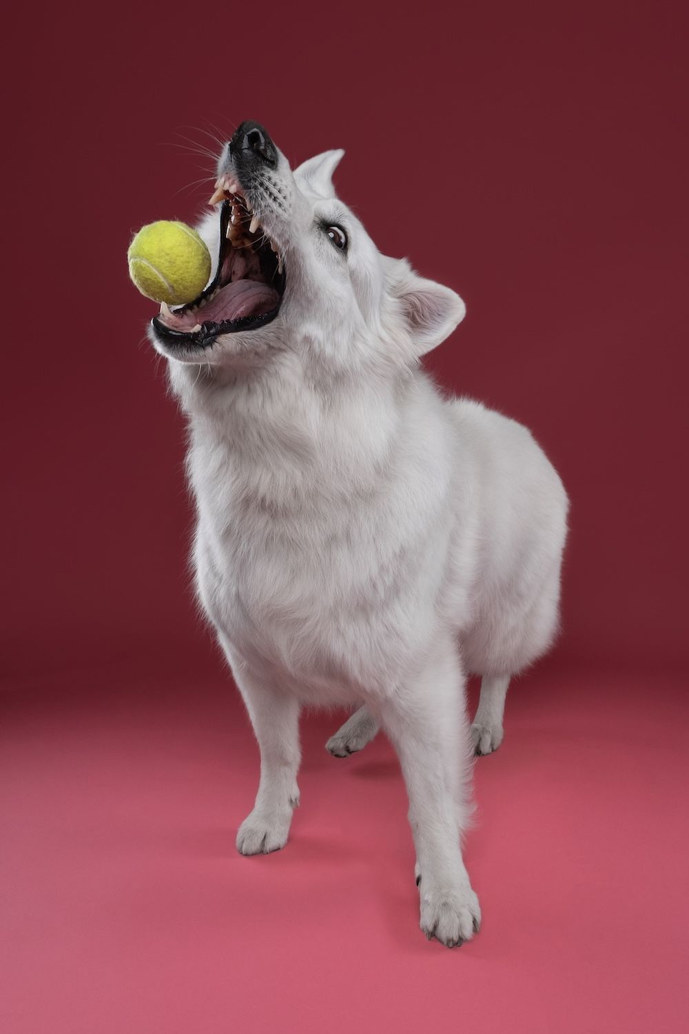 White fluffy dog catching a yellow tennis ball in its mouth against a red background.