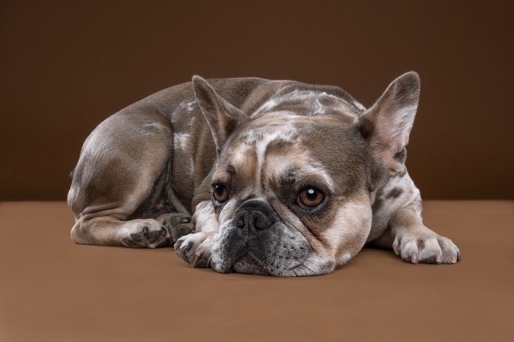 A French Bulldog lies flat on a brown surface, looking sad with droopy eyes against a warm brown background.