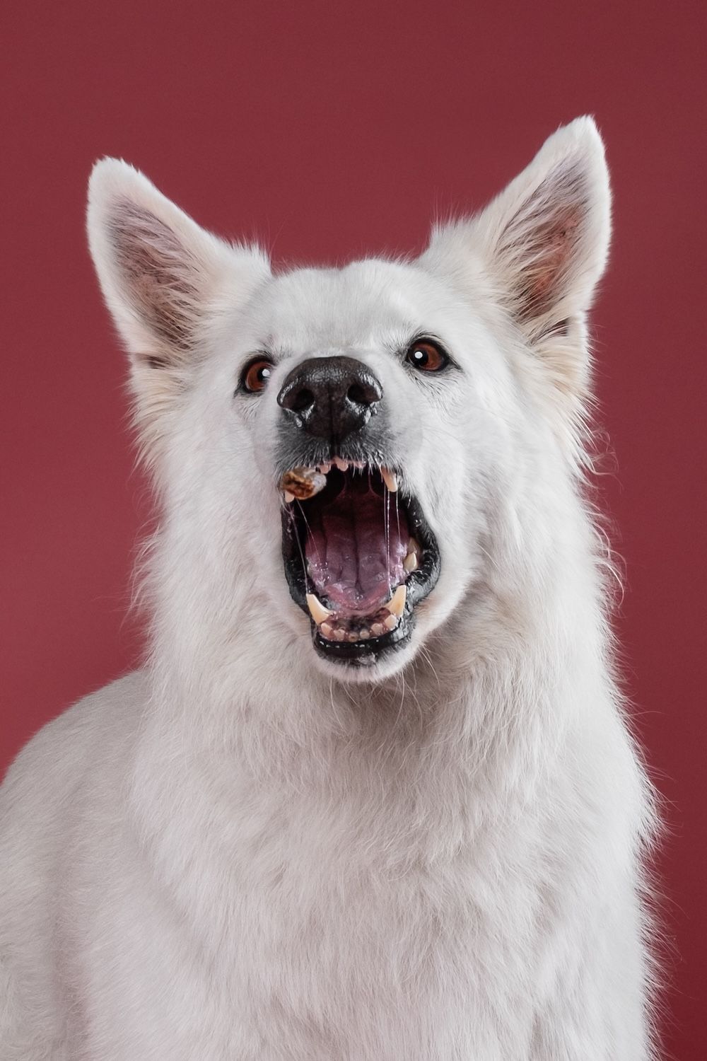 White Swiss Shepherd dog with open mouth showing teeth against a red background.